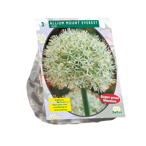 [09-300100] Allium MOUNT EVEREST - 3 st (100 cm of hoger)