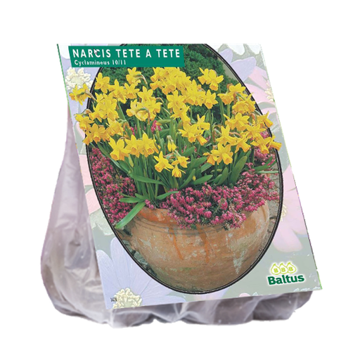 [09-301440] Narcis MINI TÊTE À TÊTE - 20 pcs