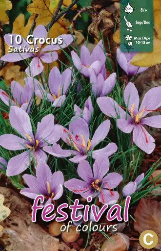 [09-200118] Crocus SATIVUS - 10 pc