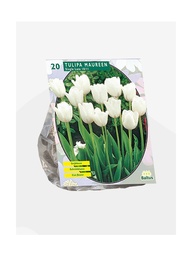 [09-302160] Tulipa MAUREEN - 20 pcs