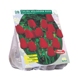 [09-301820] Tulipe APELDOORN ROUGE DARWIN - 20 pcs