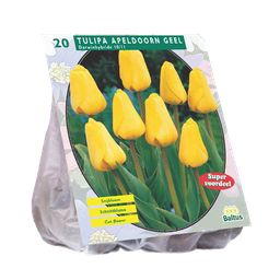 [09-301810] Tulipa APELDOON YELLOW DARWIN - 20 st