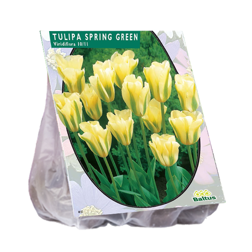 [09-302270] Tulipa Viridiflora Spring Green - 12 st