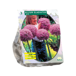 [09-300050] Allium GLADIATOR HIS EXCELLENCY - 3 pc (90 cm)