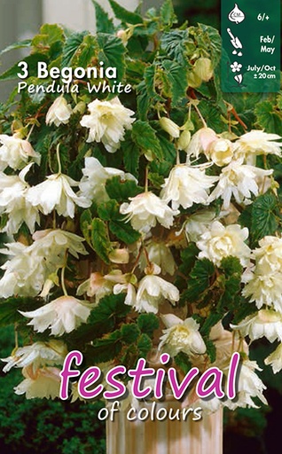 [09-200391] Begonia White Pendula - 3 st