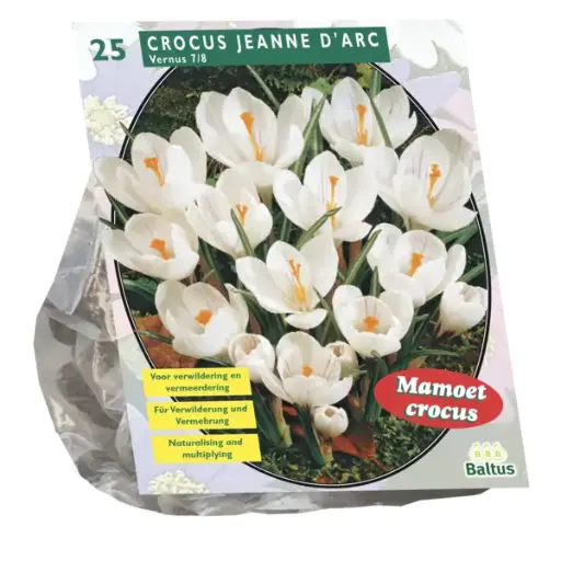 [09-300491] Crocus GRANDES FLEURS BLANCHES - 25 pcs