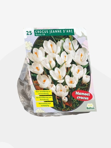 [09-300491] Crocus GRANDES FLEURS BLANCHES - 25 pcs