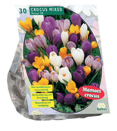[09-300501] Crocus MÉLANGE GRANDES FLEURS - 30 pcs