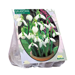 [09-300730] Galanthus WORONOWII - 25 st