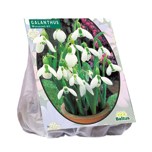 [09-300730] Galanthus WORONOWII - 25 pcs