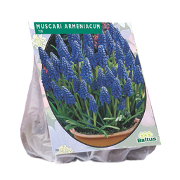 [09-301100] Muscari ARMENIACUM - 100 st