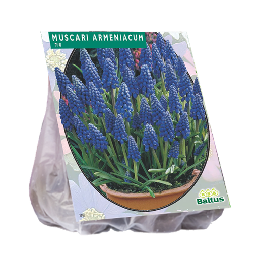 [09-301100] Muscari ARMENIACUM - 100 pcs
