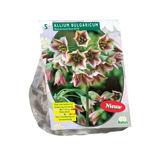 [09-300150] Allium BULGARICUM NECTAROSCORDUM - 5 st