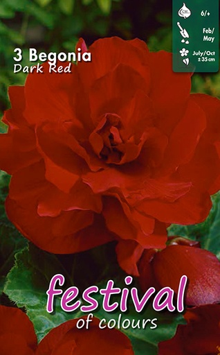 [09-200377] Begonia Dark Red Double - 3 st