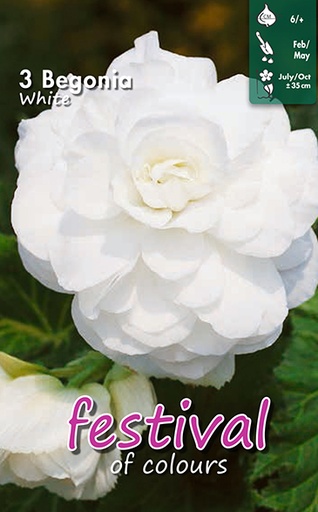 [09-200389] Begonia White Double - 3 st