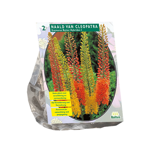 [09-100625] Eremurus RUITER Hybriden mix - 3 st