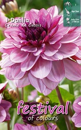 [09-202083] Dahlia décoratifs CREME DE CASSIS - 1 pc