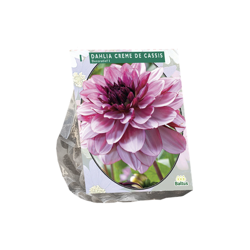 [09-202083] Dahlia Crème De Cassis - 1 st