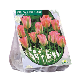 [09-302250] Tulipa GROENLAND, Viridiflora - 20 st