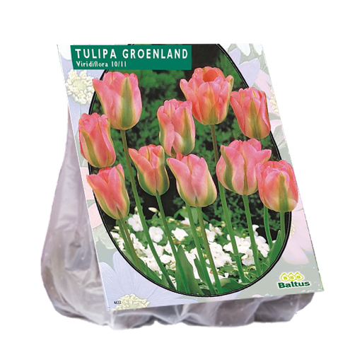 [09-302250] Tulipa Groenland - 20 st