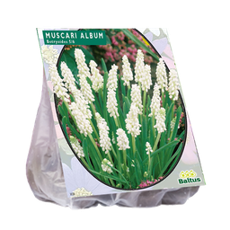 [09-001120] Muscari BOTRYOIDES - 30 st