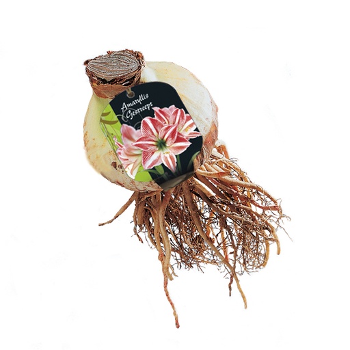 [09-317020] Amaryllis GESTREEPT - 1 st