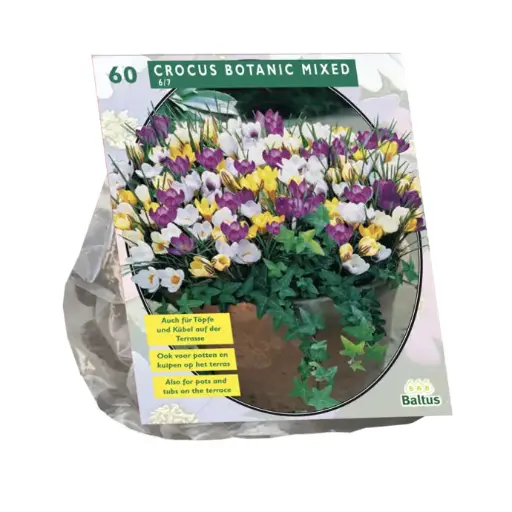 [09-300401] Crocus Botanisch Mix - 60 st