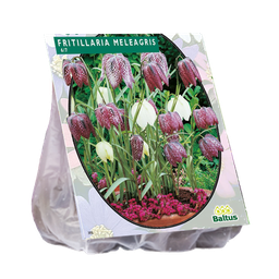 [09-300700] Fritillaria Meleagris WIT/BORDEAUX - 30 st