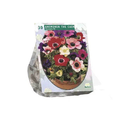 [09-100250] Anemone DE CAEN mix - 30 pc