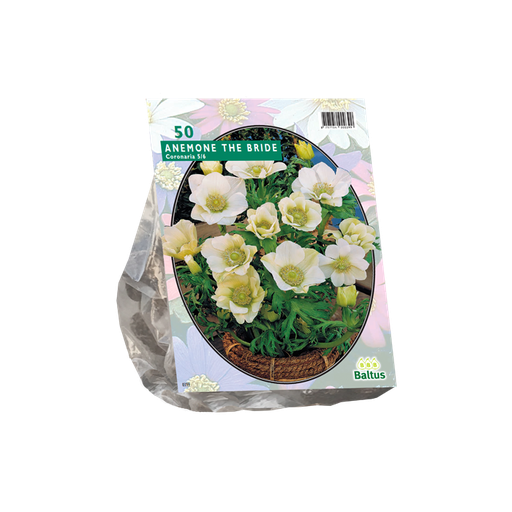 [09-100240] Anemone BLANC - 50 pc