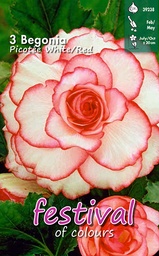 [09-900549] Begonia picotee WIT ROOD - 3 st