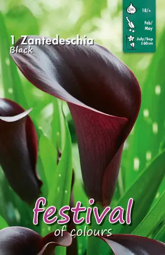 [09-202397] Calla ou zantedeschia NOIR - 1 pc