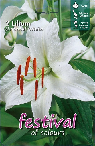 [09-202156] Lis ORIENTAL WHITE - 2 pc