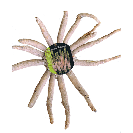 [09-115060] Eremurus Robustus Pink - 1 st