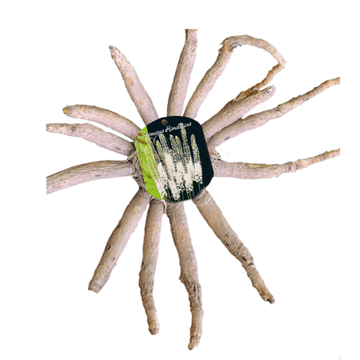 [09-115065] Eremurus Himalaicus Wit - 1 st