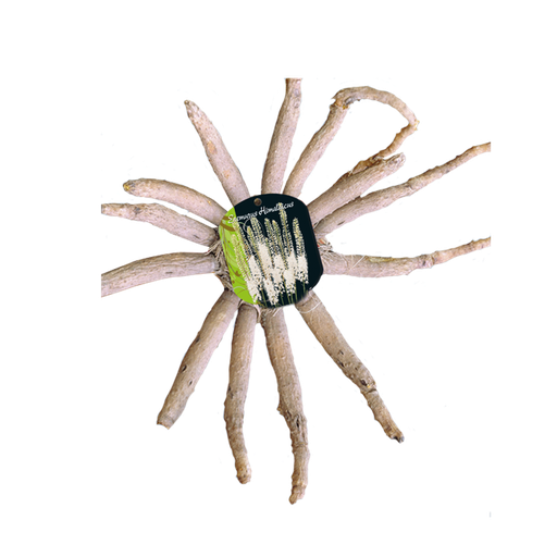 [09-115065] Eremurus himalaicus WIT - 1 st