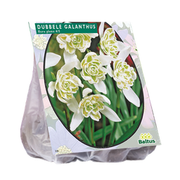 [09-300720] Galanthus NIVALIS FLORE PLENO - 10 st