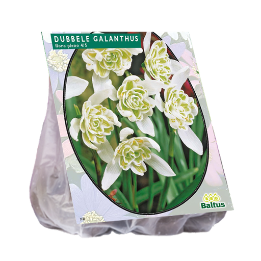 [09-300720] Galanthus NIVALIS FLORE PLENO - 10 pcs