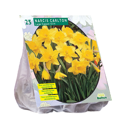 [09-301361] Narcis CARLTON - 20 pcs