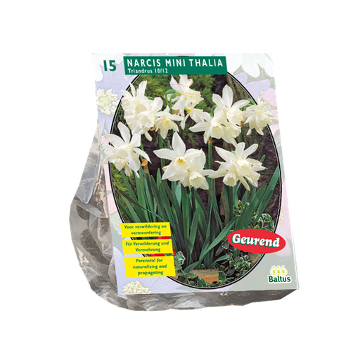 [09-301451] Narcissus Mini Thalia - 15 st