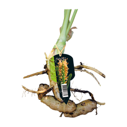 [09-215070] HEDYCHIUM (GEMBERPLANT) - 1 st