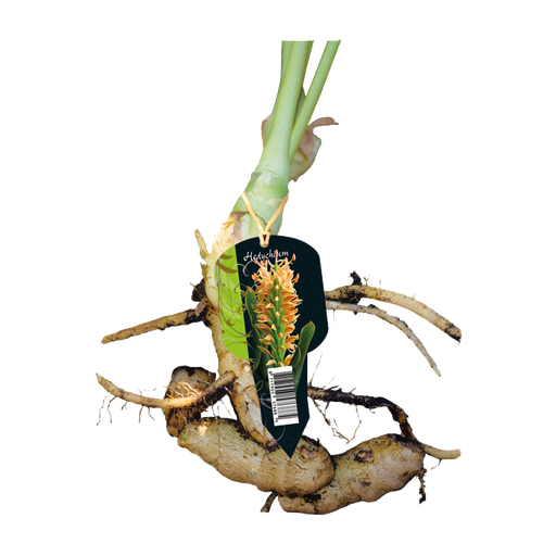 [09-215070] HEDYCHIUM (PLANTE GINGEMBRE) - 1 pc