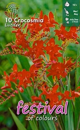 [09-200154] Crocosmia LUCIFER - 10 st
