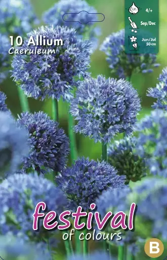[09-201887] Allium CAERULEUM - 10 pc