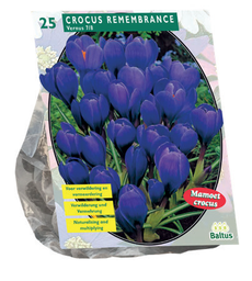 [09-300461] Krokus GROOTBLOEMIG BLAUW - 25 st