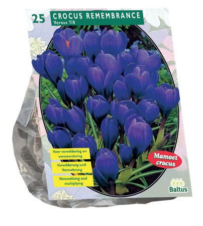 [09-300461] Crocus GRANDES FLEURS BLEU - 25 pcs