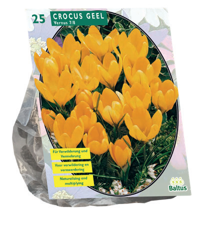 [09-300471] Crocus GRANDES FLEURS JAUNE - 25 pcs