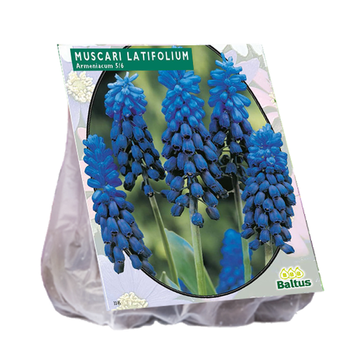 [09-301130] MUSCARI latifolium BLEU - 40 pc