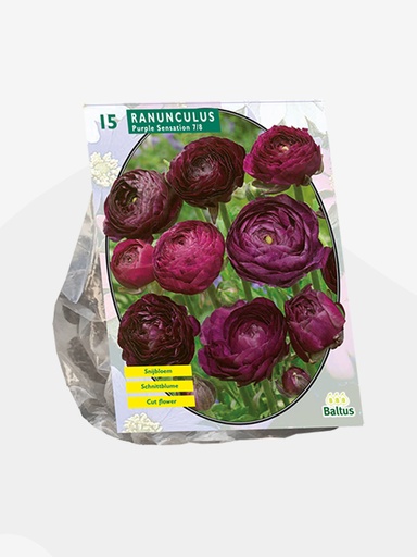 [09-301540] Ranonculus PURPLE SENSATION - 15 pc