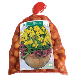 [09-302611] Narcis MINI TÊTE À TÊTE - 100 st
